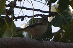 Phylloscopus trochiloides