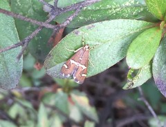Spoladea recurvalis