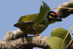 Psilopogon haemacephalus