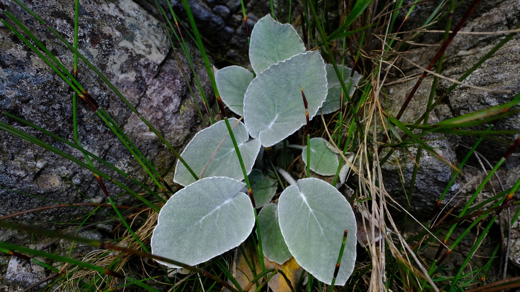 Woolly Tinderleaf