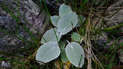 Hermas lanata