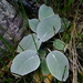 Woolly Tinderleaf - Photo (c) Nick Helme, some rights reserved (CC BY-SA), uploaded by Nick Helme