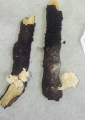 Xylaria flabelliformis