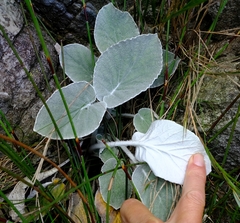 Hermas lanata