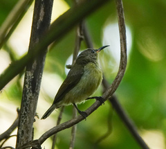 Leptocoma brasiliana