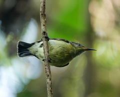 Leptocoma brasiliana