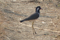 Vanellus indicus
