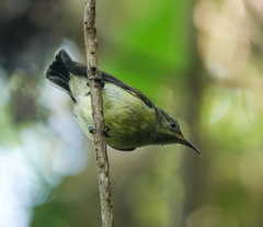 Leptocoma brasiliana