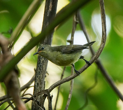 Leptocoma brasiliana