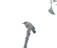 Leptocoma brasiliana