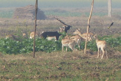 Antilope cervicapra