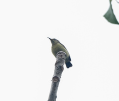 Leptocoma brasiliana