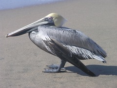 Pelecanus occidentalis