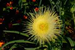 Conicosia pugioniformis