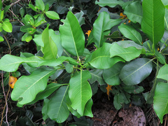 Chionanthus ramiflorus