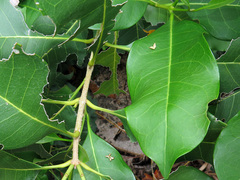 Chionanthus ramiflorus