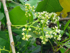 Chionanthus ramiflorus