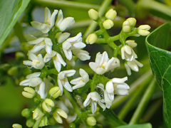 Chionanthus ramiflorus