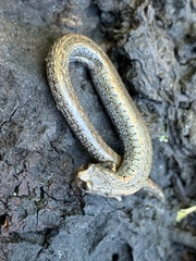 Batrachoseps attenuatus