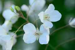 Heliophila variabilis