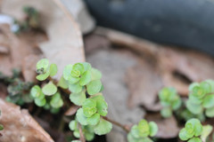 Chrysosplenium