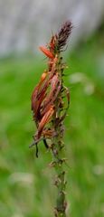 Kniphofia tabularis