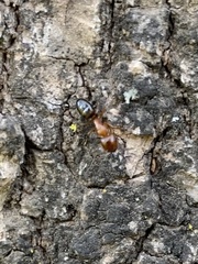 Camponotus essigi