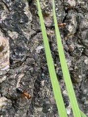 Camponotus essigi