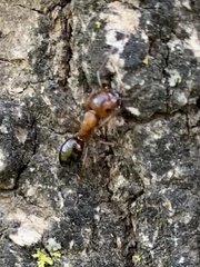 Camponotus essigi