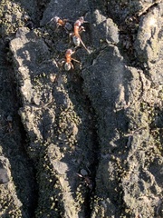 Liometopum occidentale