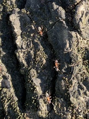 Liometopum occidentale