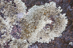 Xanthoparmelia stenophylla