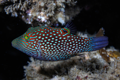 Canthigaster janthinoptera