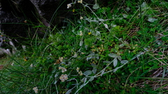 Helichrysum diffusum