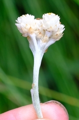 Helichrysum diffusum