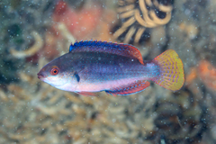 Cirrhilabrus punctatus