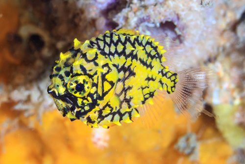 Australian pineapplefish (Cleidopus gloriamaris) — Monocentridae — 5