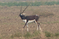 Antilope cervicapra
