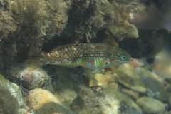 Halichoeres margaritaceus