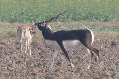 Antilope cervicapra