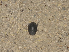 Polyphaga aegyptiaca
