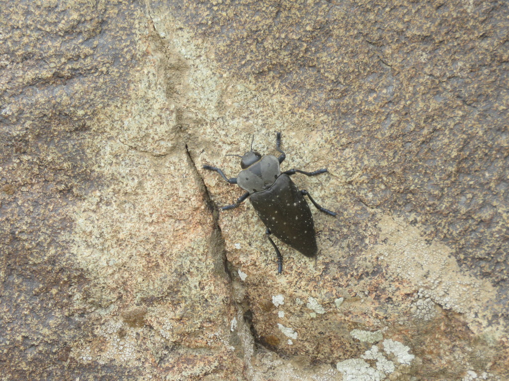 Capnodis anthracina