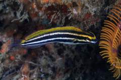 Petroscirtes fallax