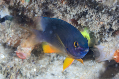 Plectroglyphidodon gascoynei