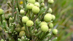 Brunia sphaerocephala