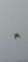 Clogmia albipunctata