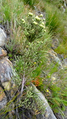 Brunia sphaerocephala