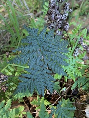 Pentagramma triangularis