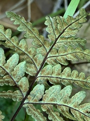 Pentagramma triangularis