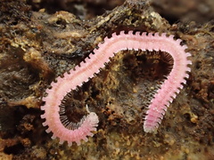 Gosodesmus claremontus